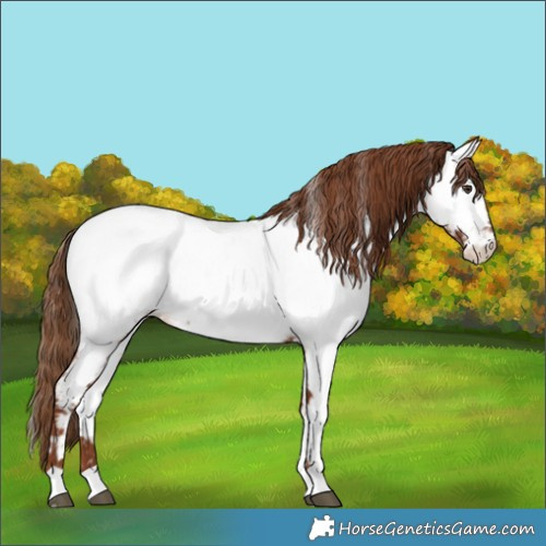 Horse Color:Chestnut Appaloosa 