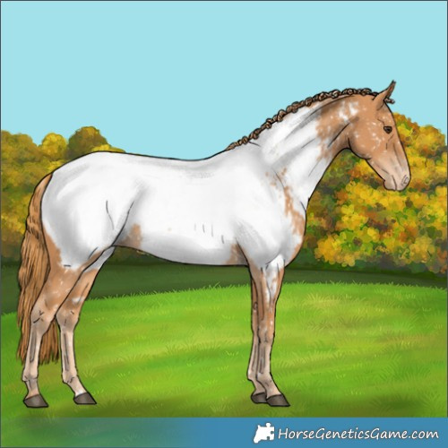 Horse Color:Chestnut Near Fewspot