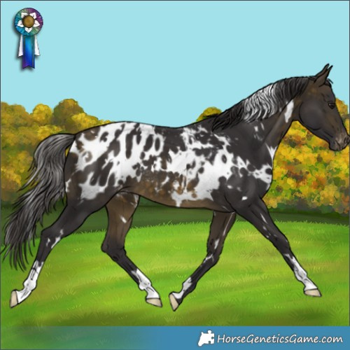 Horse Color:White Spotted Buckskin Appaloosa