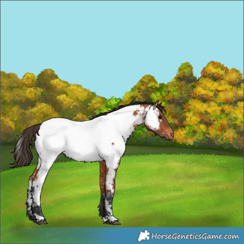 Horse Color:Bay Appaloosa 