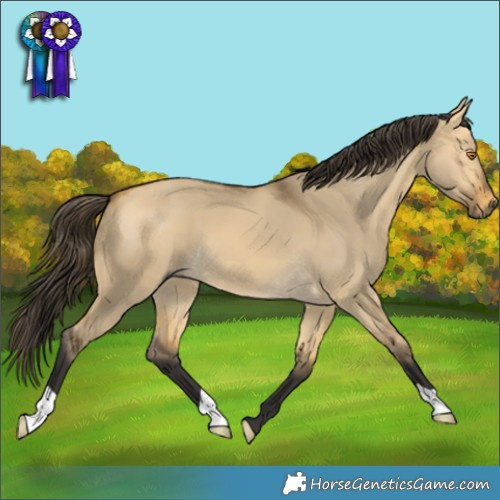 Horse Color:Buckskin Dun 