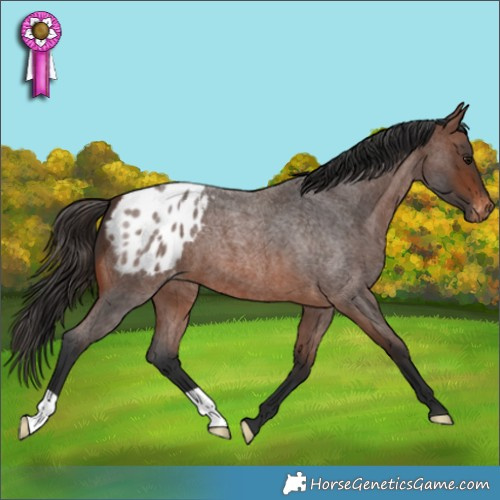 Horse Color:Brown Roan Appaloosa