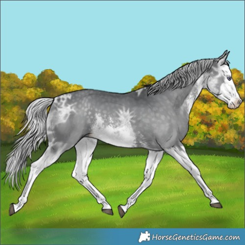Horse Color:White Spotted Silver Black Chinchilla Ice Splash Rabicano 