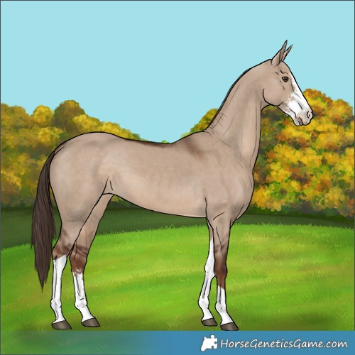 Horse Color:Liver Red Dun Sabino Tobiano 