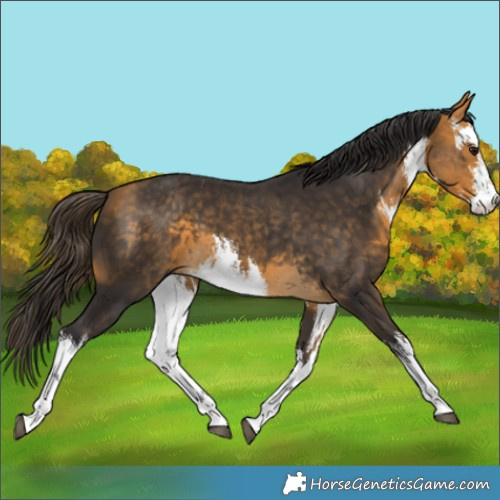 Horse Color:White Spotted Buckskin
