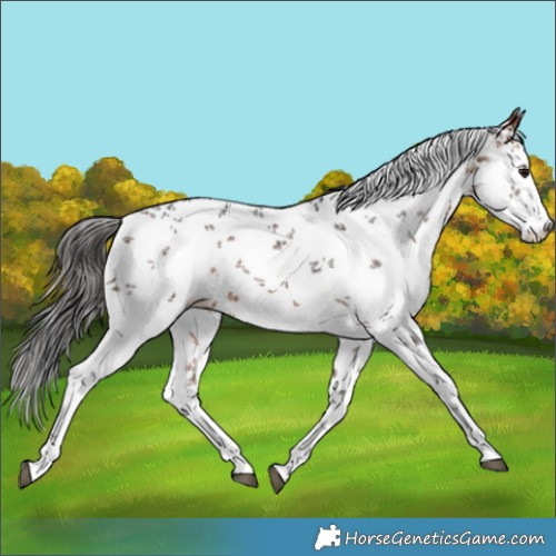 Horse Color:White Spotted Bay Sabino