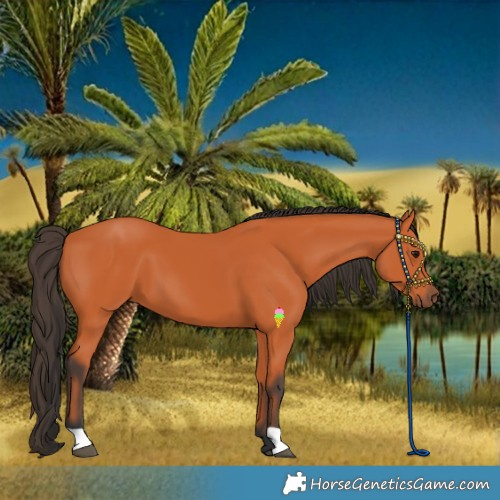 Horse Color:Bay 