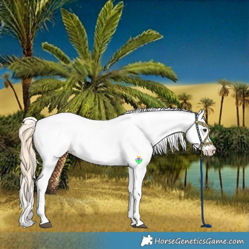 Horse Color:Chestnut Fewspot