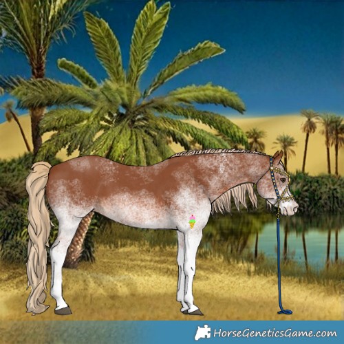 Horse Color:White Spotted Chestnut 