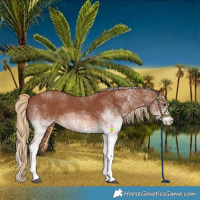 Horse Color:White Spotted Chestnut