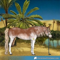 Horse Color:White Spotted Chestnut