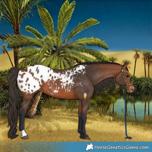 Horse Color:Bay Blanket
