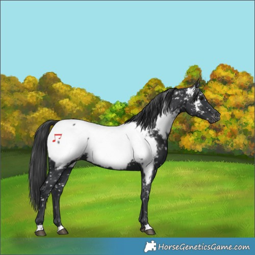 Horse Color:Black Near Fewspot 