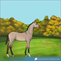 Horse Color:Bay Dun