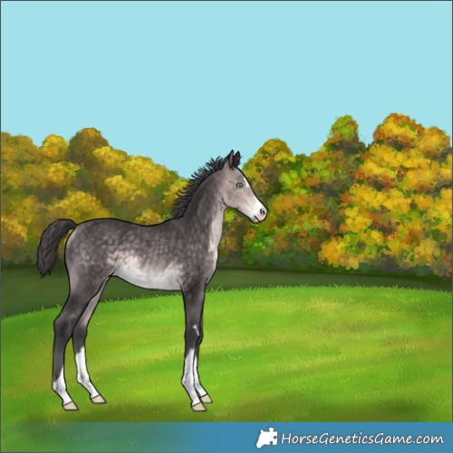 Horse Color:Unknown 