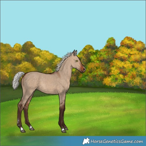 Horse Color:Unknown 