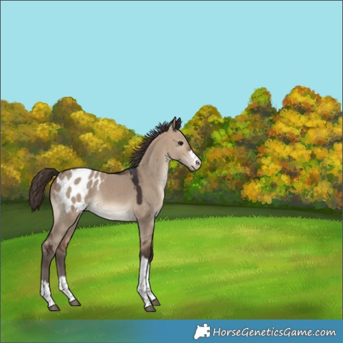 Horse Color:Unknown 