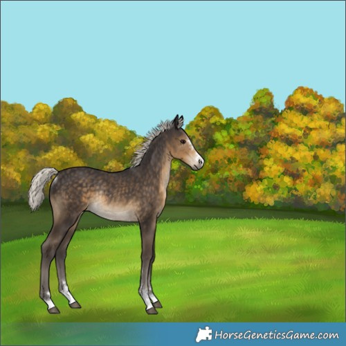 Horse Color:Unknown 