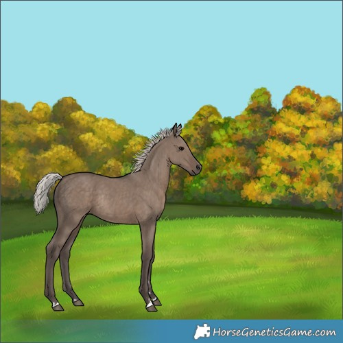Horse Color:Unknown 