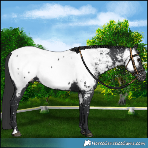 Horse Color:Black Near Fewspot 