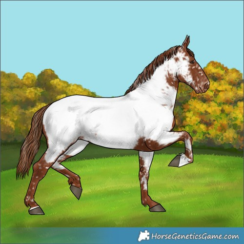Horse Color:Chestnut Appaloosa 