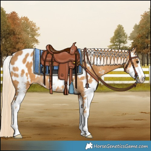 Horse Color:Palomino Sabino Near Leopard 