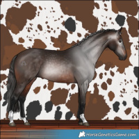 Horse Color:Gray Bay 
