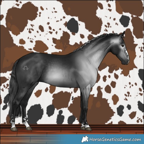 Horse Color:Gray Black