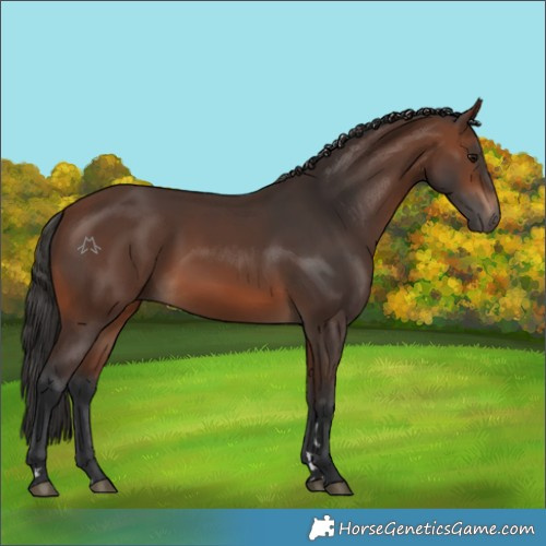 Horse Color:Brown 
