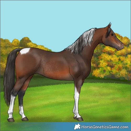 Horse Color:Bay Tobiano Rabicano 