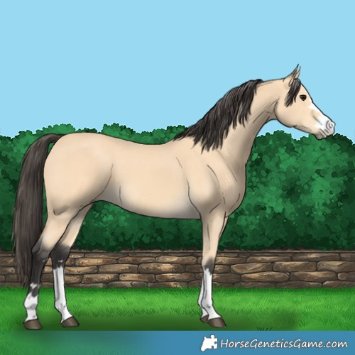 Horse Color:Buckskin 