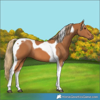 Horse Color:Chestnut Tobiano