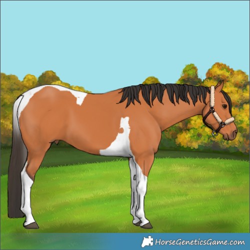 Horse Color:Bay Tobiano 