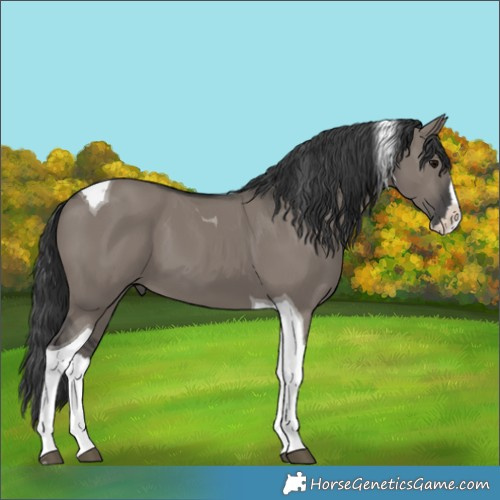 Horse Color:Grullo Splash Tobiano 