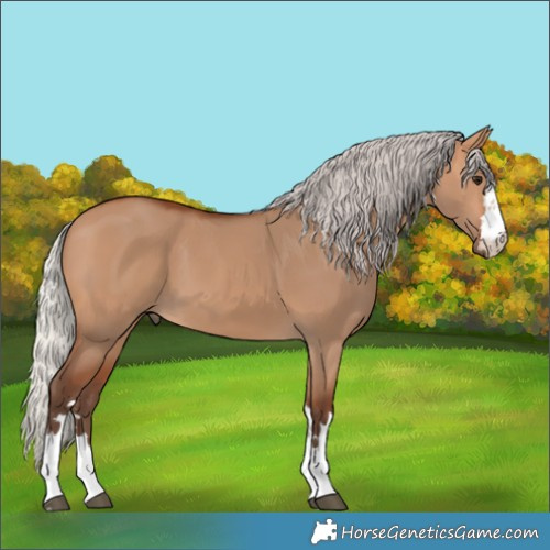 Horse Color:Silver Bay Dun 