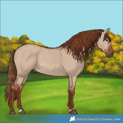 Horse Color:Red Dun 