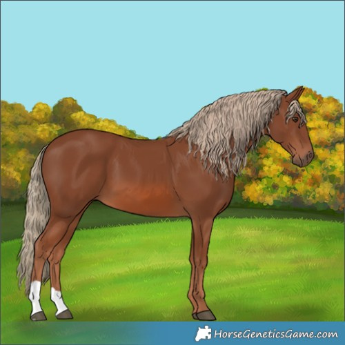 Horse Color:Chestnut 