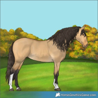 Horse Color:Buckskin Dun Tobiano