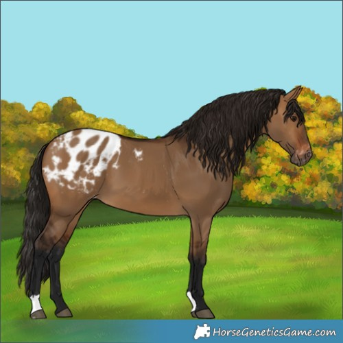 Horse Color:Gray Bay Dun Appaloosa 