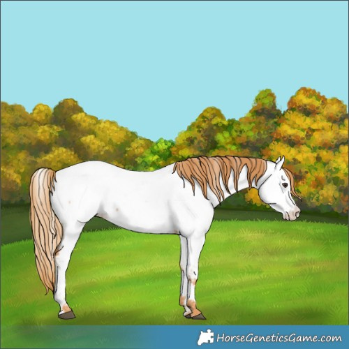 Horse Color:Chestnut Near Fewspot 