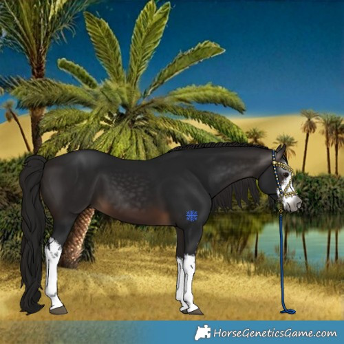 Horse Color:Gray White Spotted Bay 