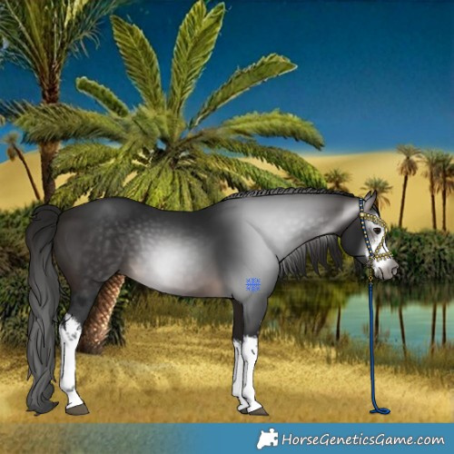 Horse Color:Gray White Spotted Bay 