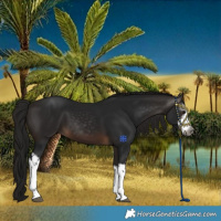 Horse Color:Gray White Spotted Bay
