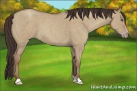 Horse Color:Classic Champagne Roan Dun 
