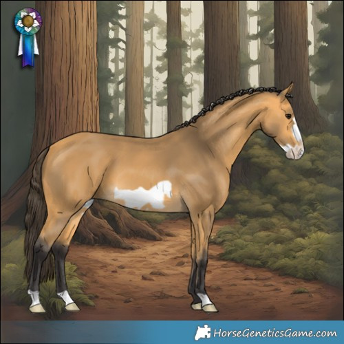 Horse Color:Buckskin Frame 