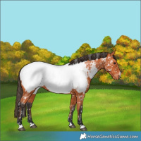 Horse Color:Bay Near Fewspot 