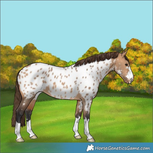 Horse Color:Bay Dun Blanket 