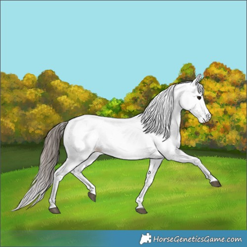 Horse Color:Bay Fewspot