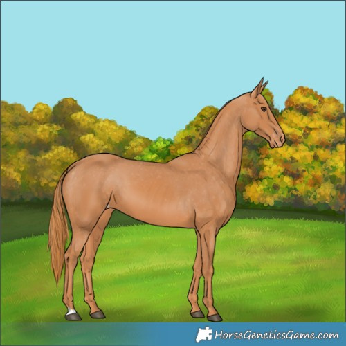 Horse Color:Chestnut Varnish 