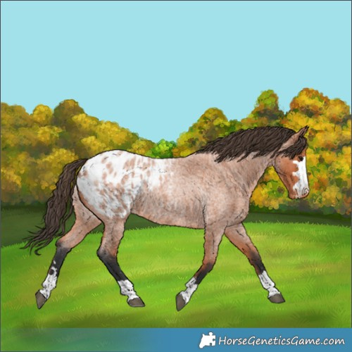Horse Color:Bay Roan Blanket 
